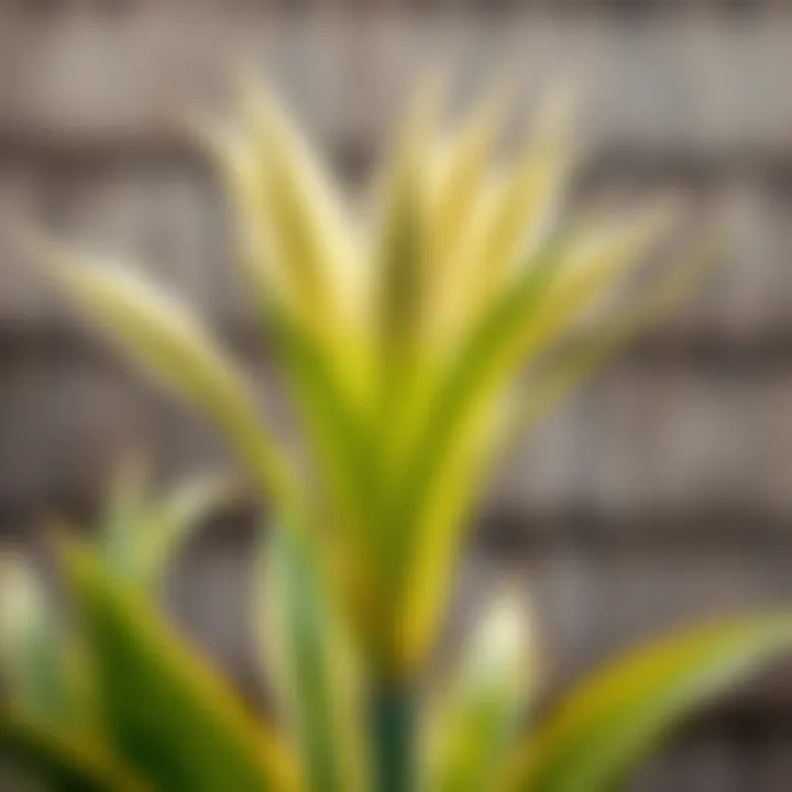 Healthy Growth Post-Cutting of Yucca Healthy Yucca plant after cutting