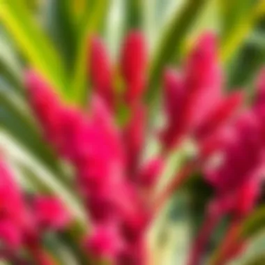 Aftercare for Yucca Post-Trimming Aftercare for a Yucca plant post-trim