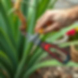Pruning a Yucca plant with precision tools