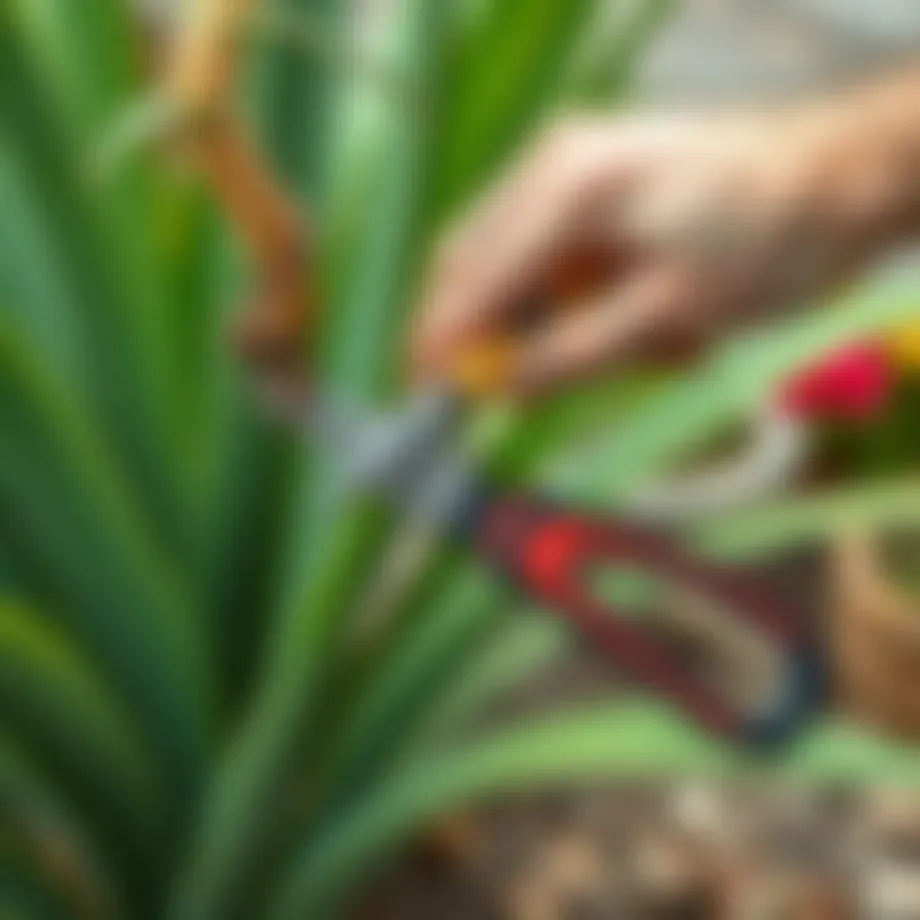 Pruning a Yucca plant with precision tools